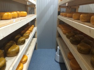 Jersey Gold Käse im klimatisiertem Lagerraum